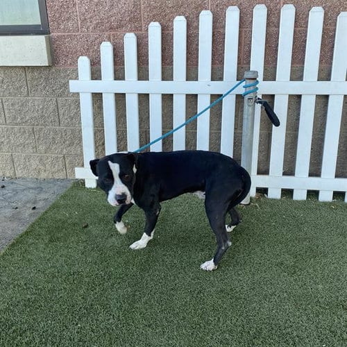 Photo of A615246, adoptable Pit Bull Terrier in Modesto, California