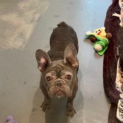 Photo of Gertie 9342, adoptable French Bulldog in Loxahatchee, Florida