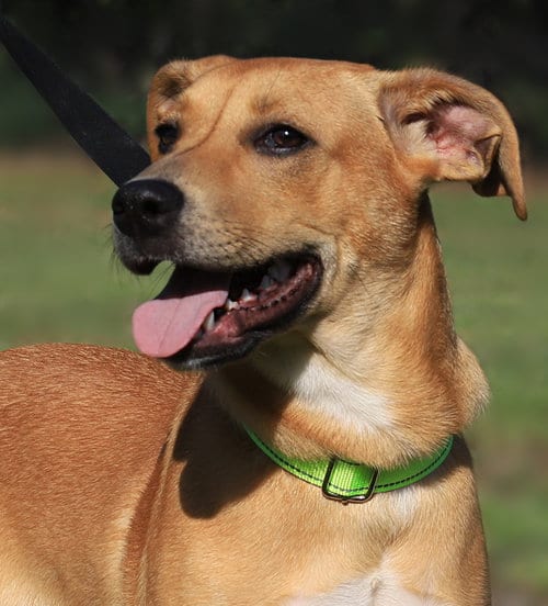 Photo of Agnes, adoptable Labrador Retriever in North Fort Myers, Florida