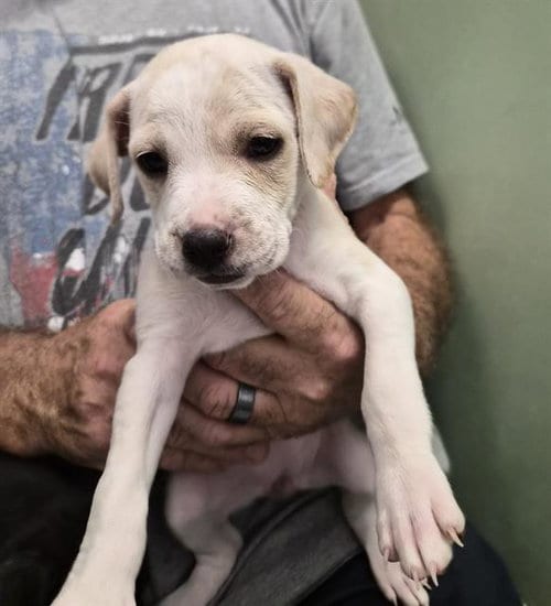 Photo of Paisley, adoptable Chihuahua in Lake Isabella, California