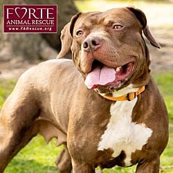 Photo of Frida, adoptable American Staffordshire Terrier in Marina del Rey, California