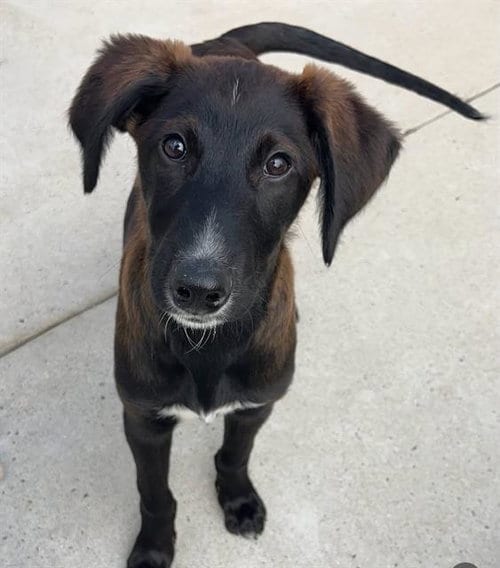 Photo of Moose, adoptable Labrador Retriever in Santa Cruz, California
