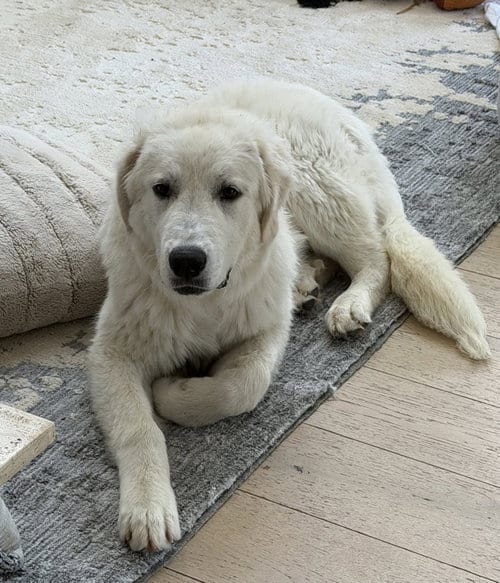 Photo of Frank, adoptable Great Pyrenees in Dallas, Texas