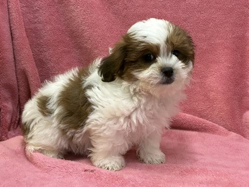 Photo of Mariah, adoptable Shih Tzu in Cumming, Georgia