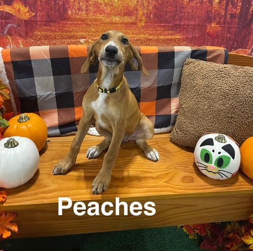 Photo of Peaches (P Litter), adoptable Great Pyrenees in Holly Springs, North Carolina