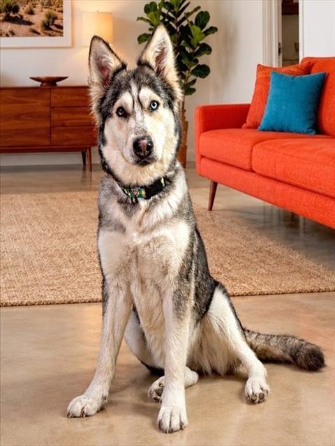 Photo of Mamas, adoptable German Shepherd Dog in Thousand Palms, California