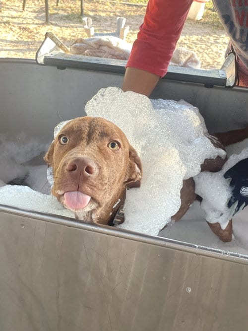 Photo of Choco, adoptable Labrador Retriever in Gun Barrel City, Texas