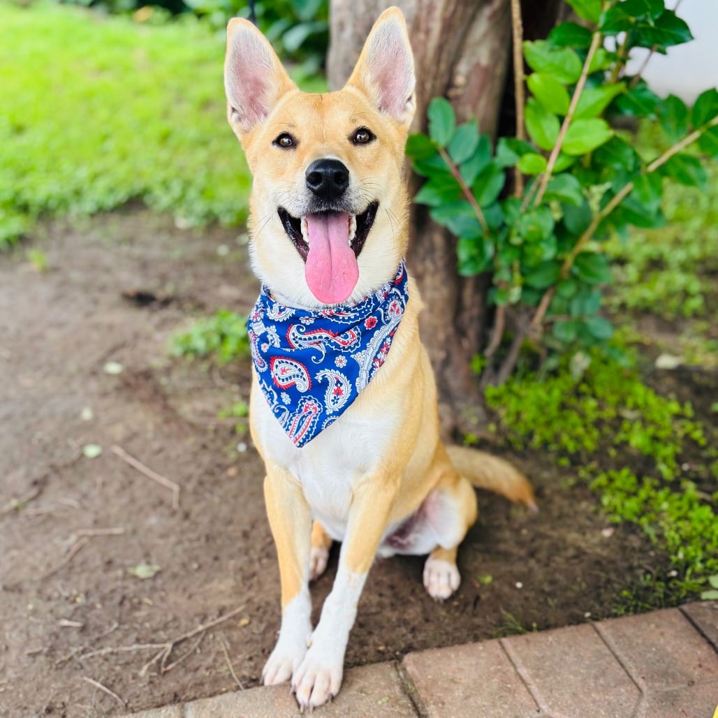 Photo of Finn 26-04-067, adoptable Husky / Mixed Breed (Medium) in Bastrop, Texas