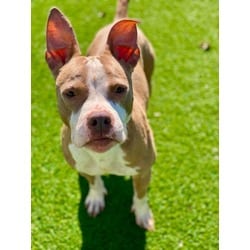 Photo of Boogie, adoptable Mixed Breed (Medium) in Munster, Indiana