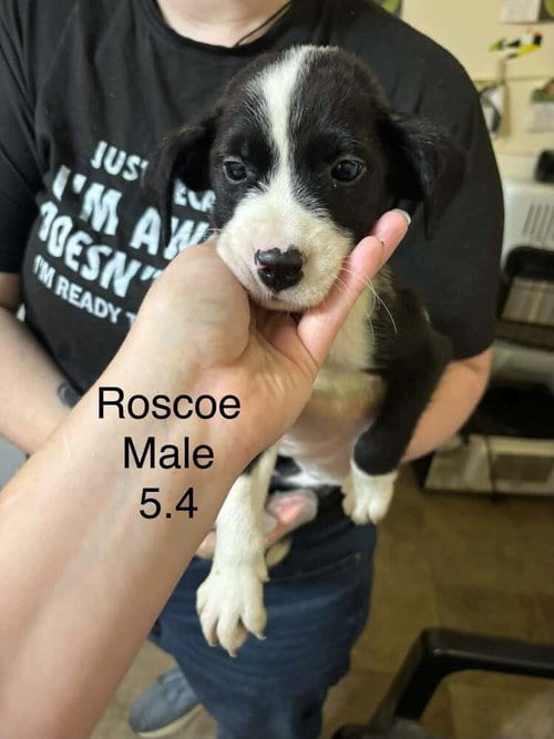 Photo of Johnson Rs : Roscoe, adoptable Boxer in Aurora, Indiana