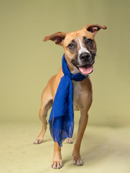 Photo of Eileen, adoptable dog in Atlanta, Georgia