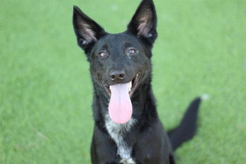 Photo of Carmelo, adoptable German Shepherd Dog in Grand Prairie, Texas