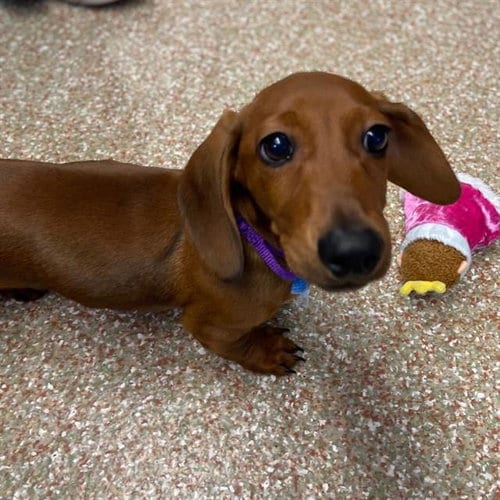 Photo of Rocky, adoptable Dachshund in Aurora, Colorado