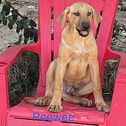 Photo of PeeWee/Peetie, adoptable Mutt Shepherd (Unknown Type) in Framingham, Massachusetts