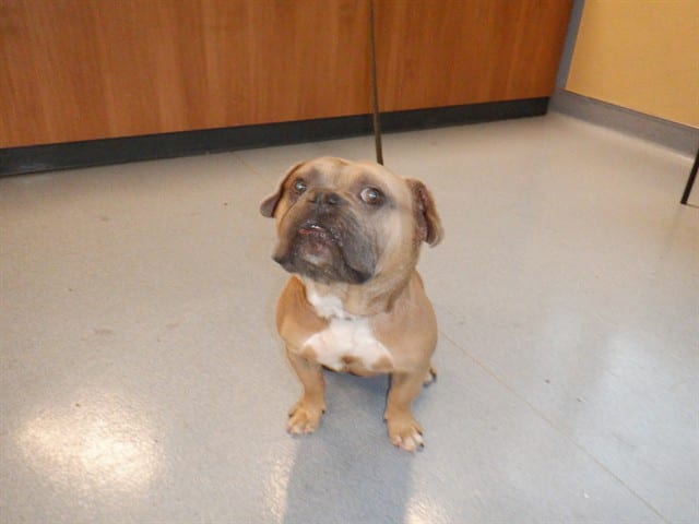 Photo of Senior English Bulldog mix, adoptable English Bulldog mix in San José, California