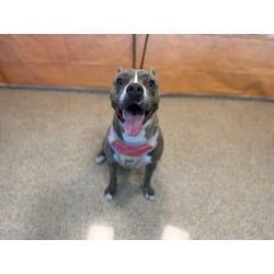 Photo of Pookie, adoptable American Bulldog in Doral, Florida