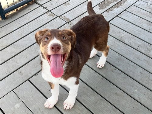 Photo of Figaro, adoptable Border Collie in Orange, California