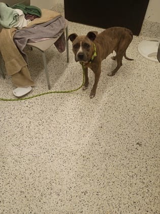 Photo of Autumn, adoptable dog in Atlanta, Georgia