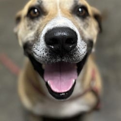 Photo of Bronson, adoptable Labrador Retriever Boxer in Chicopee, Massachusetts