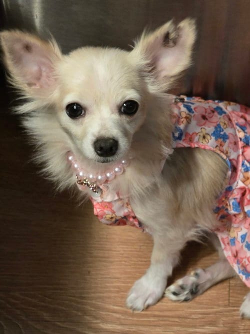 Photo of Fluff, adoptable Chihuahua in Ashville, Ohio