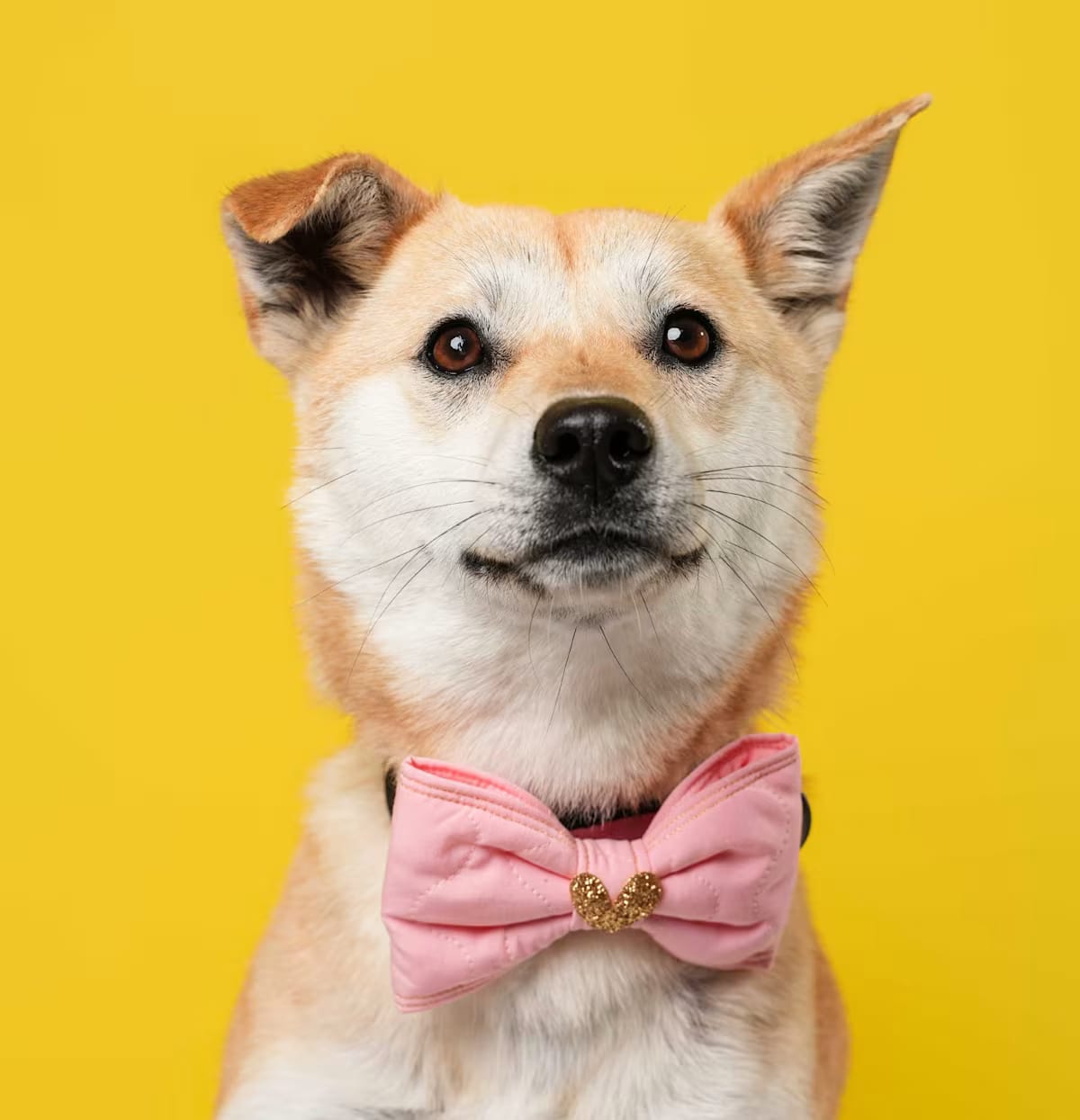 Photo of Sori, adoptable Jindo Shiba Inu in Georgetown, District of Columbia