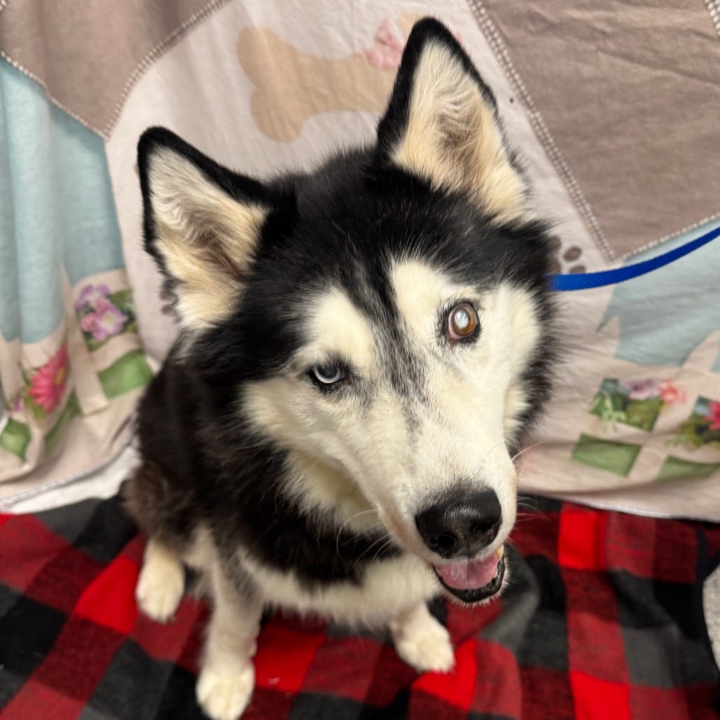 Photo of Buddy, adoptable Husky, Siberian in Henderson, Nevada