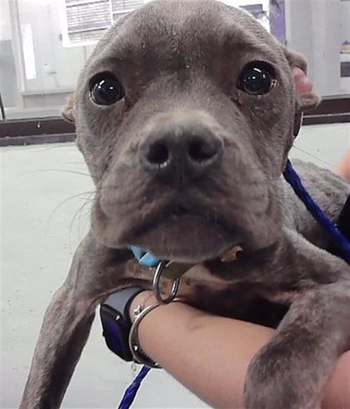 Photo of Guppy, adoptable Staffordshire Bull Terrier in Houston, Texas