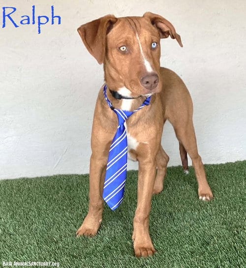 Photo of Ralph, adoptable Yellow Labrador Retriever in San Diego, California
