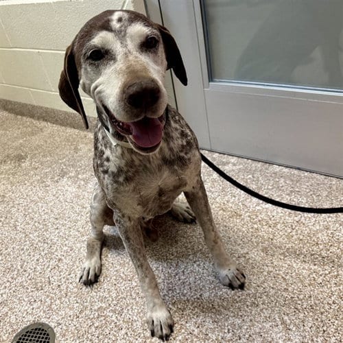 Photo of Ted, adoptable German Shorthaired Pointer in Pueblo, Colorado