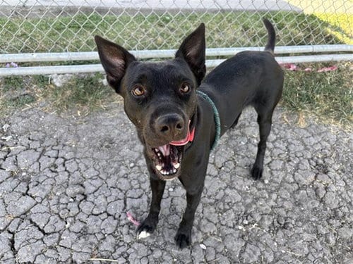 Photo of Jack, adoptable Labrador Retriever in Corpus Christi, Texas