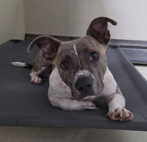 Photo of A1258766, adoptable Pit Bull Terrier in Bakersfield, California