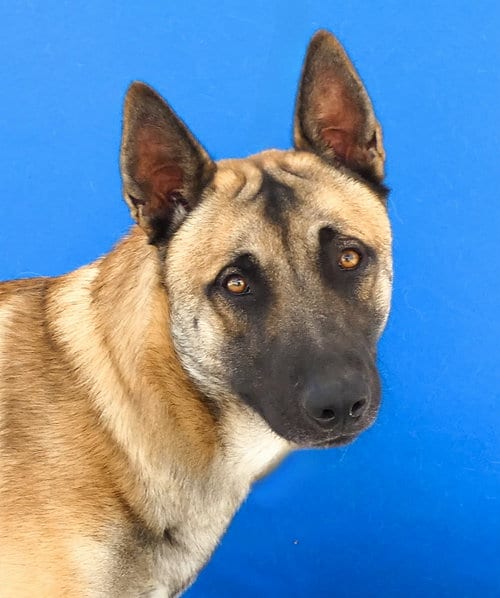 Photo of Wyatt, adoptable German Shepherd Dog in Pasadena, California