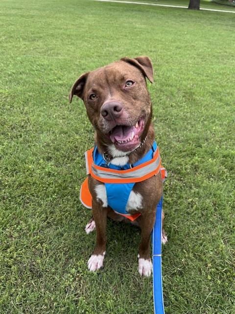 Photo of Bentley, adoptable Pit Bull Terrier in Plano, Texas