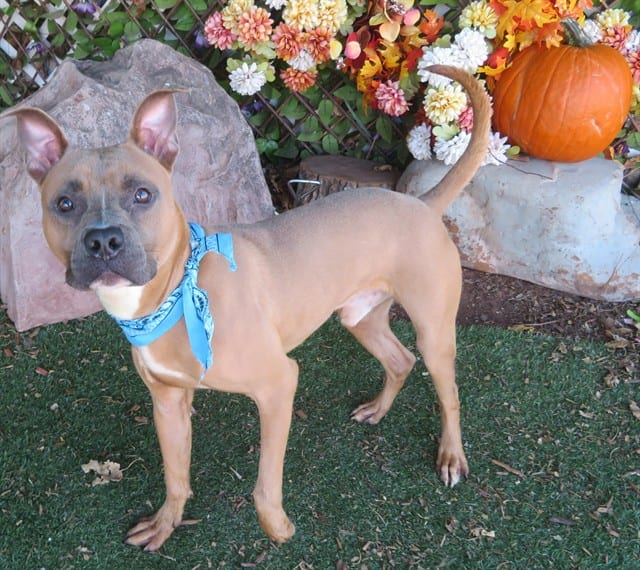 Photo of Ted, adoptable Pit Bull Terrier mix in Oklahoma City, Oklahoma