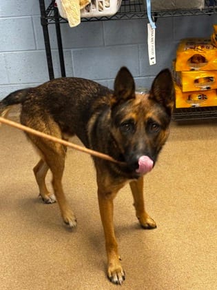 Photo of Tiombe, adoptable dog in Chamblee, Georgia