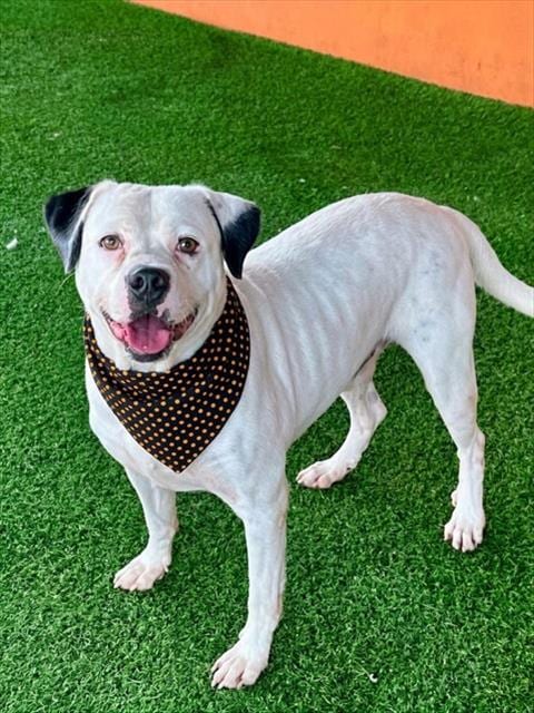 Photo of Esnoopy, adoptable American Bulldog in Miami, Florida
