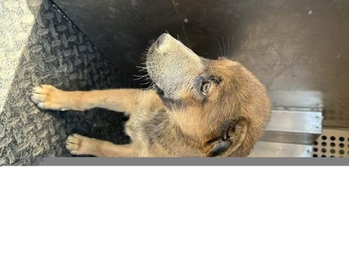 Photo of A128171, adoptable German Shepherd Dog in HESPERIA, California
