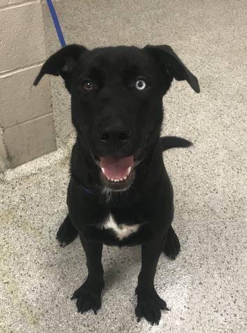 Photo of A432748, adoptable Labrador Retriever in Conroe, Texas