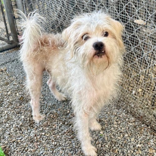 Photo of Noodle, adoptable Terrier in Oakland, California