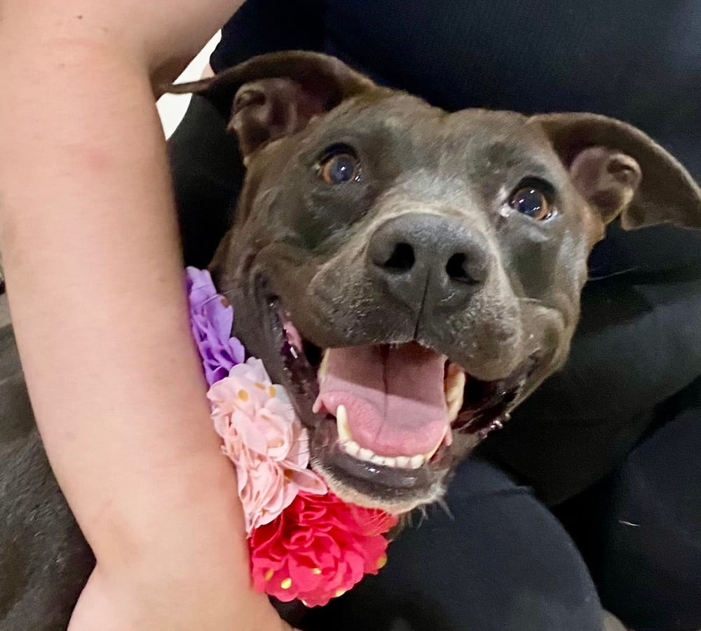 Photo of Bianca, adoptable Labrador Retriever in Oak Bluffs, Massachusetts