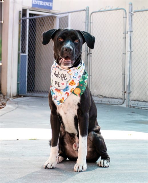 Photo of Bricen, adoptable Terrier in Miami, Florida