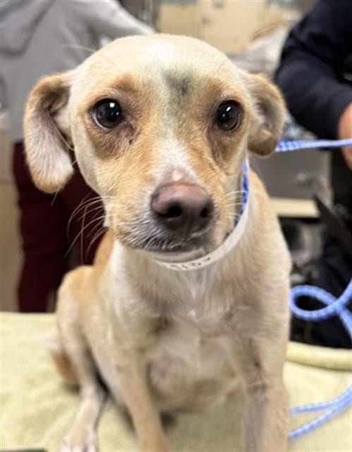 Photo of Candy, adoptable Chihuahua in Riverside, California