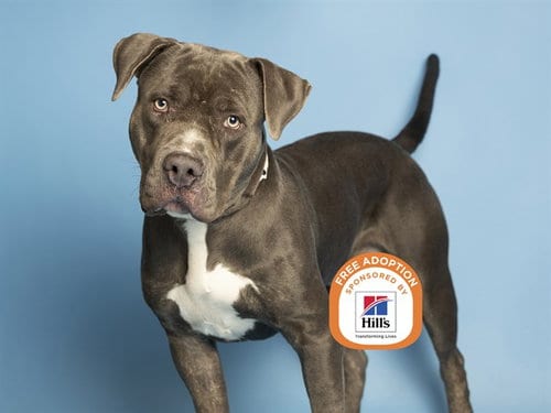 Photo of George, adoptable American Pit Bull Terrier in Phoenix, Arizona