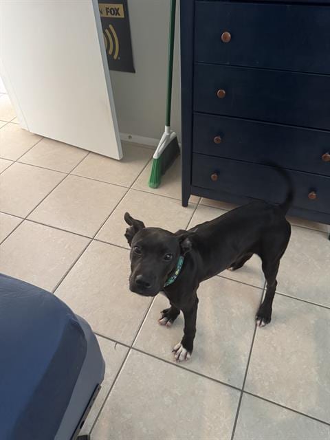 Photo of Willis, adoptable American Staffordshire Terrier in San Antonio, Texas