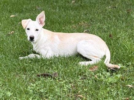 Photo of Lori, adoptable Rat Terrier in Genesee, Wisconsin