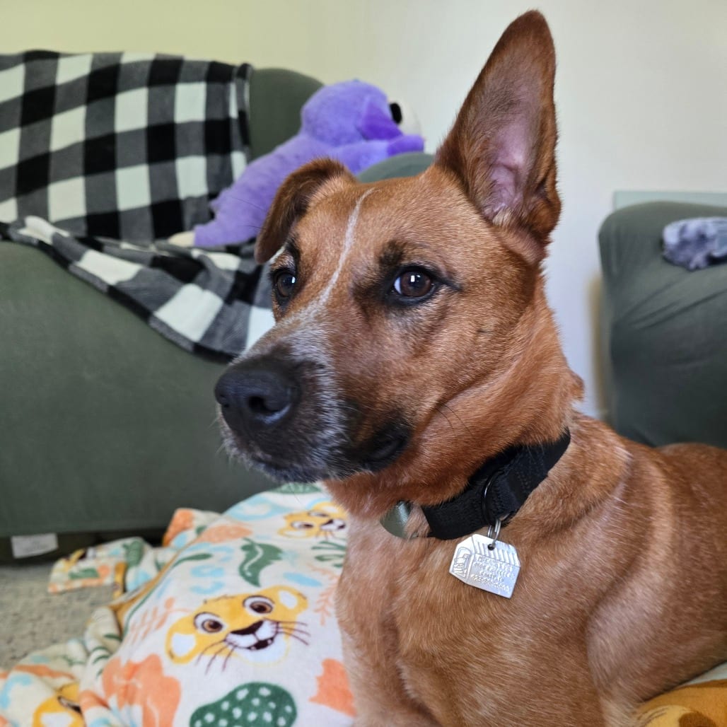 Photo of Dory, adoptable Mixed Breed (Medium) in Chattanooga, Tennessee