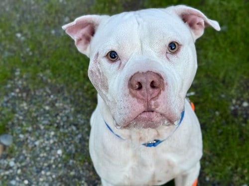 Photo of Sunfish, adoptable Pit Bull Terrier in Tacoma, Washington
