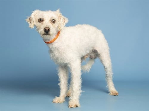 Photo of Boy, adoptable Poodle (Miniature) in Phoenix, Arizona
