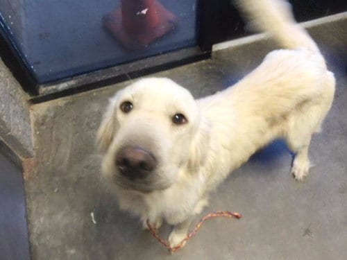 Photo of Misty, adoptable Great Pyrenees in Tulsa, Oklahoma