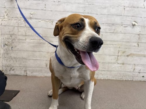 Photo of Vicky, adoptable Pit Bull Terrier in San Bernardino, California